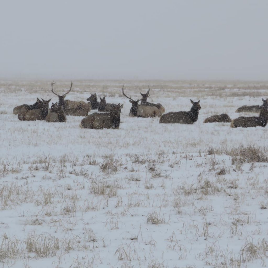 Elk in snow