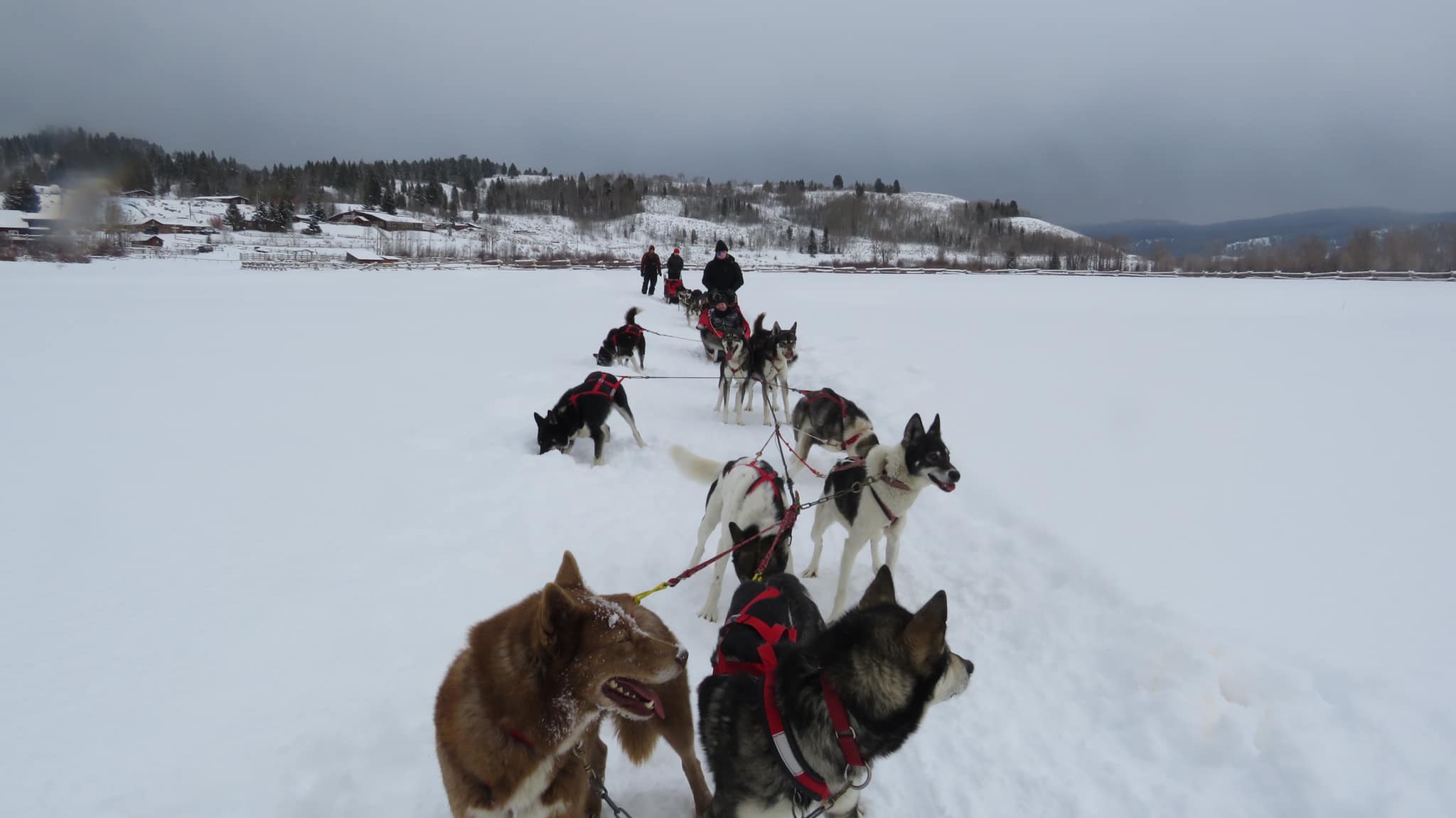 Dog sledding