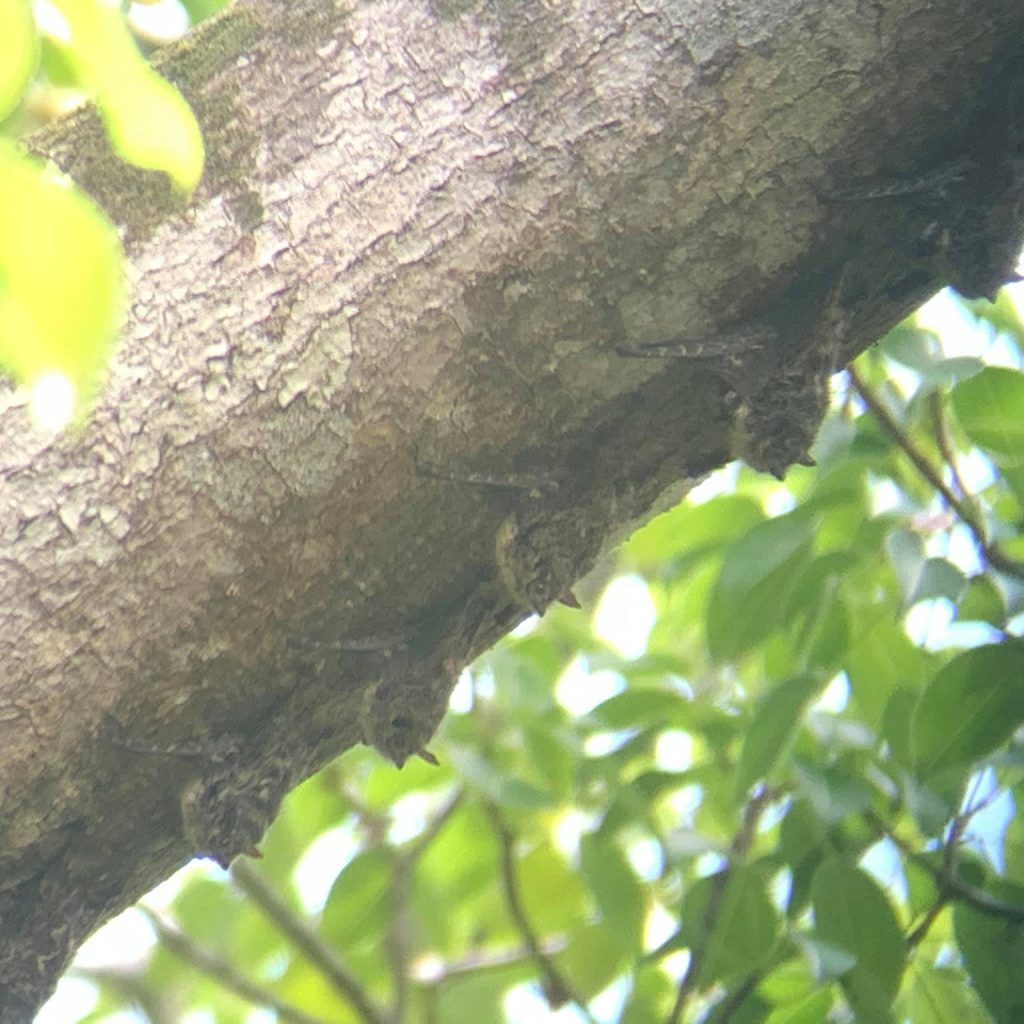 Family of bats in broad daylight hanging upside down from tree