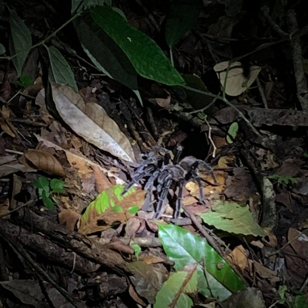 Black tarantula on the ground