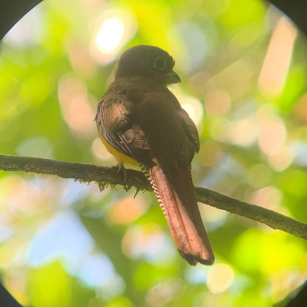 Black throated thrush with head turned