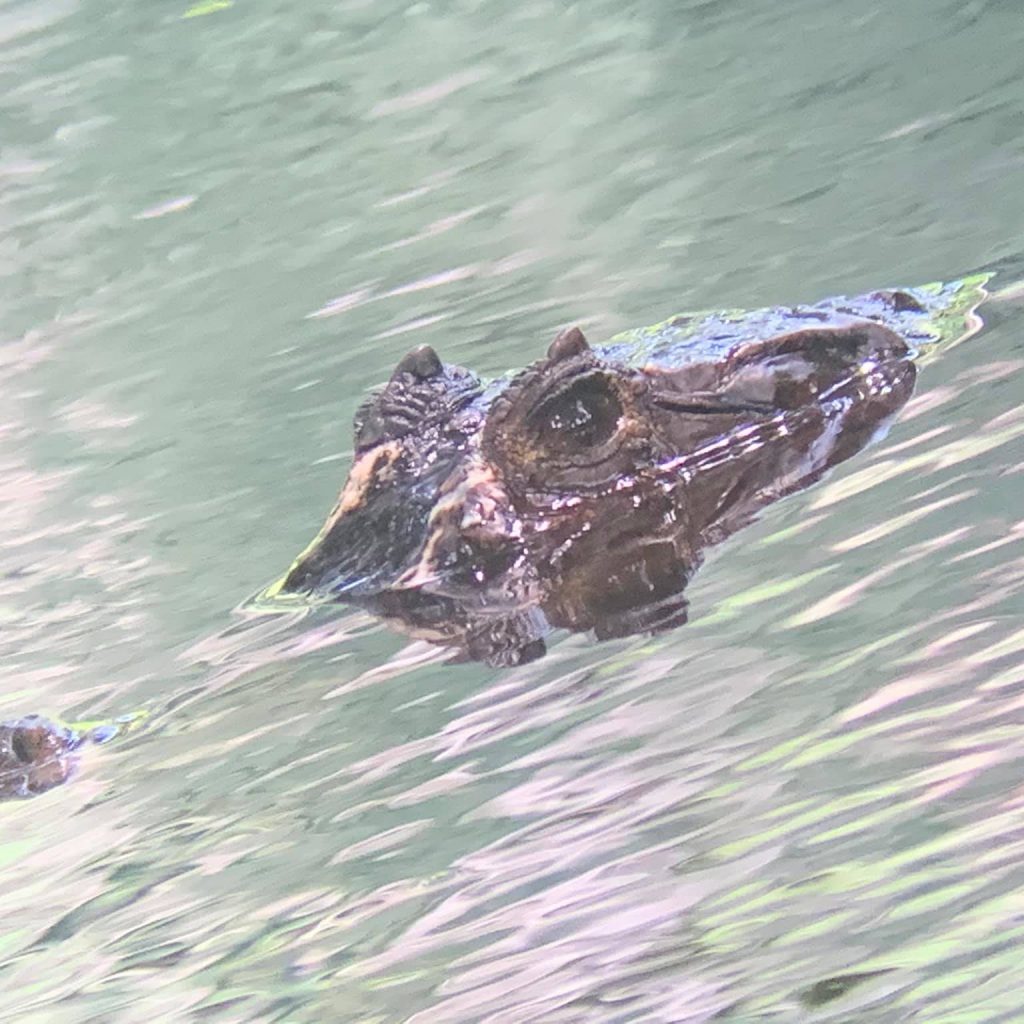 Caiman peeking from water