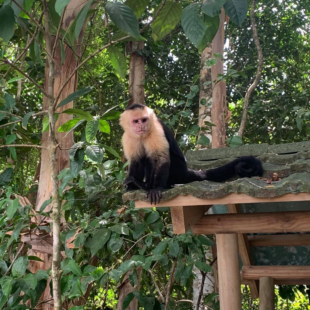 White capuchin monkey on shed looking at camera