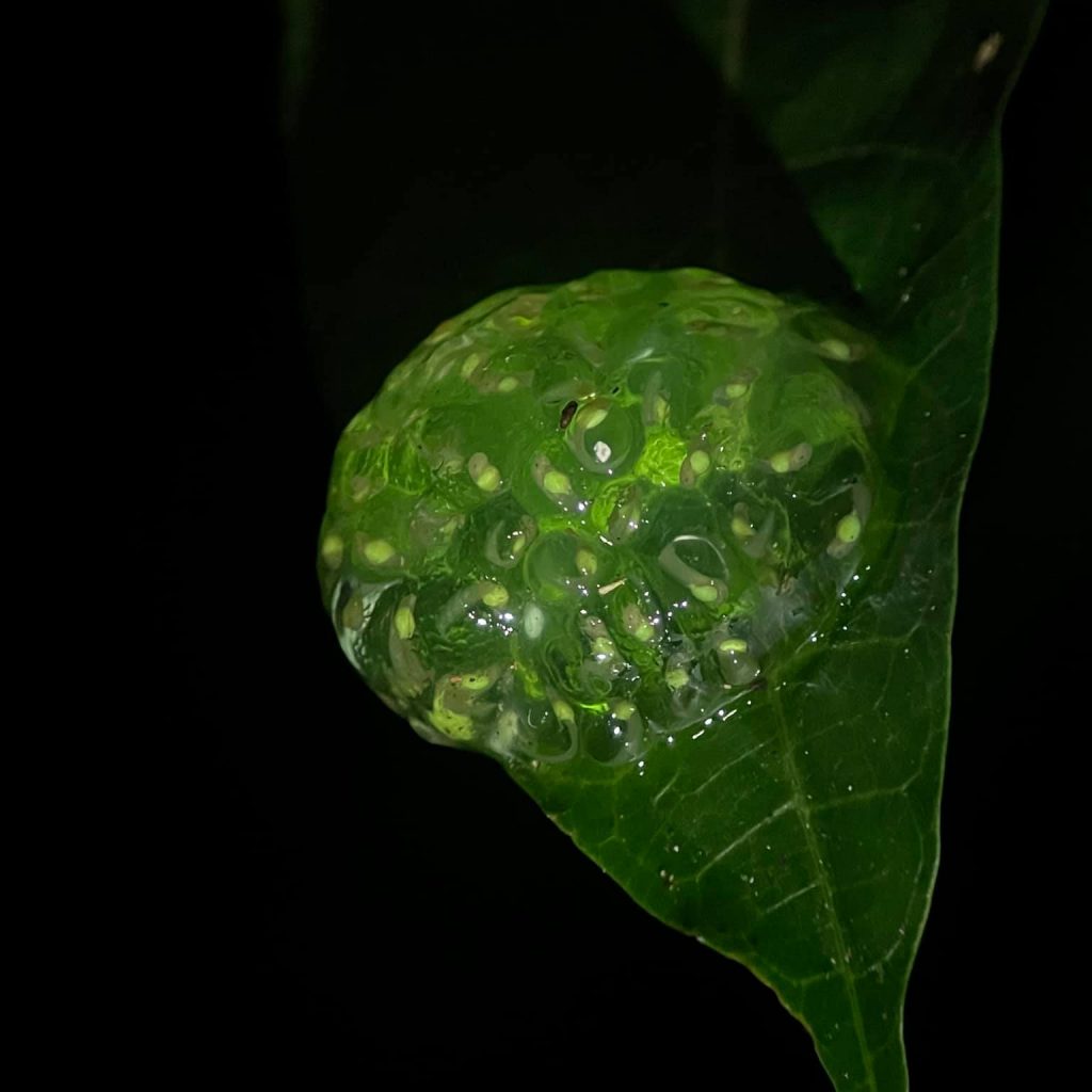 Frog eggs on leaf