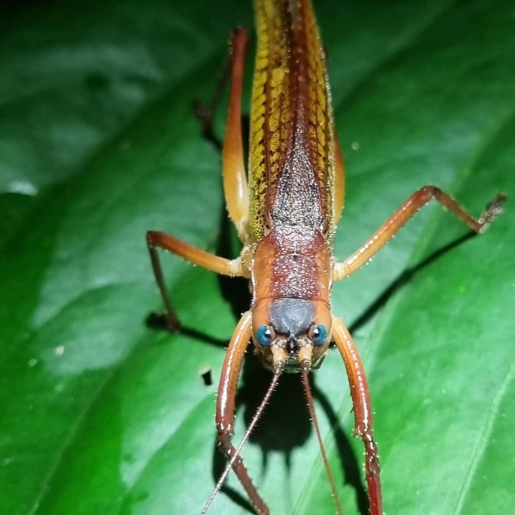 Big glider bug on leaf