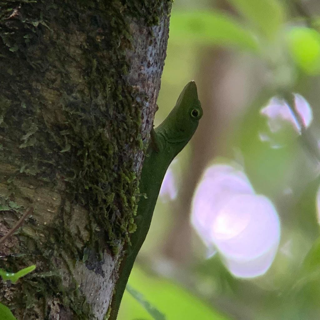 Green anole on tree