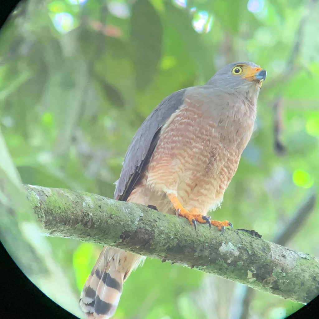 Hawk sitting on branch