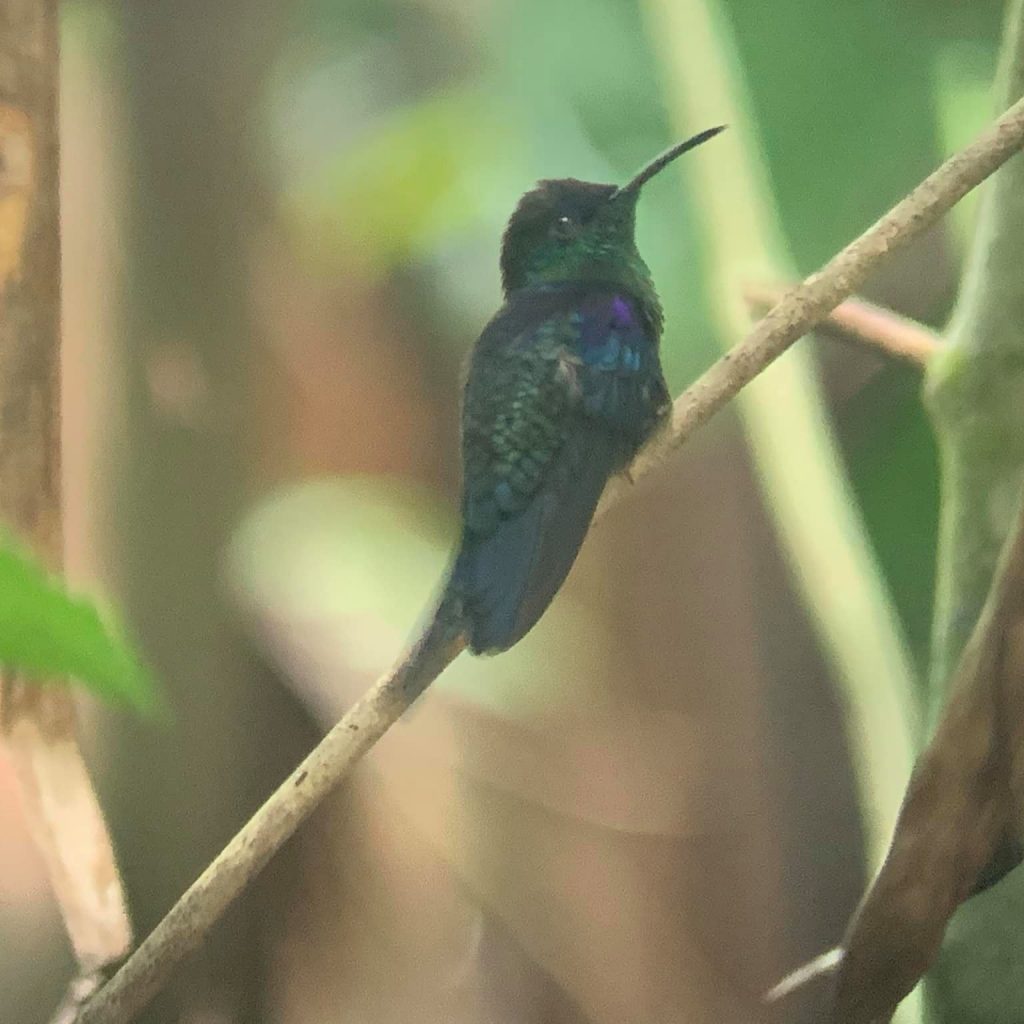 Bluish green hummingbird