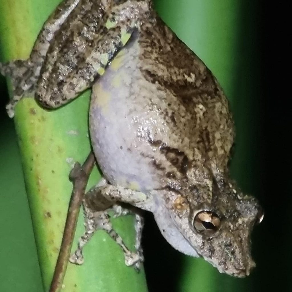 Long nose toad