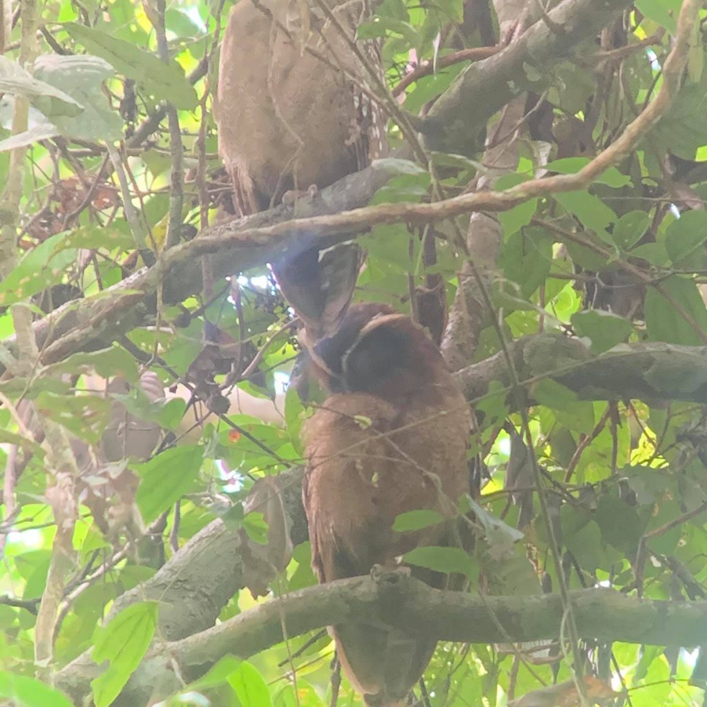 Two crested owls