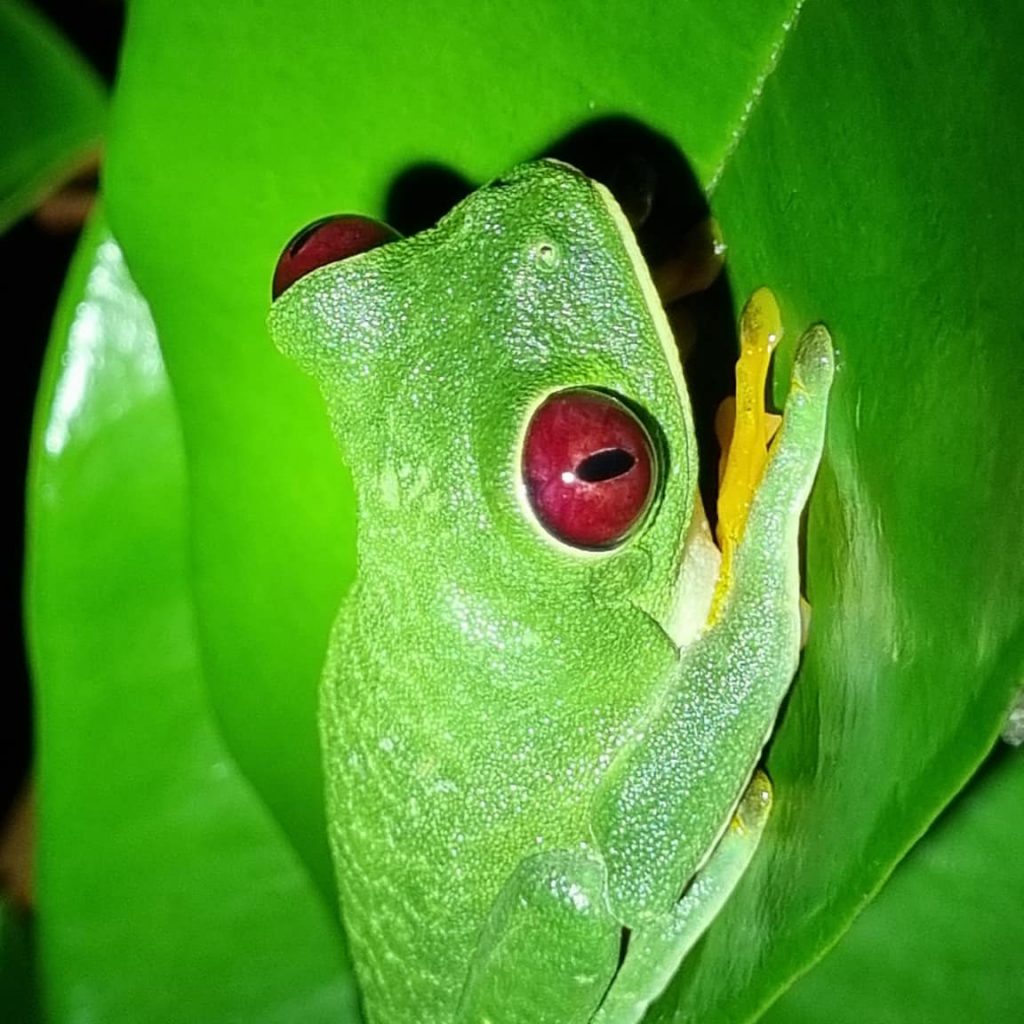 Red eyed tree frog laying on leaf