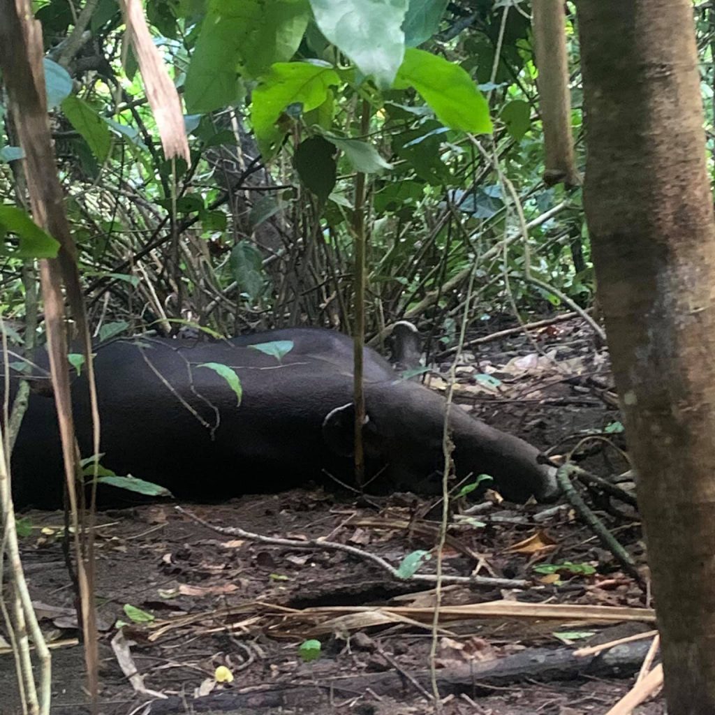 Tapir sleeping