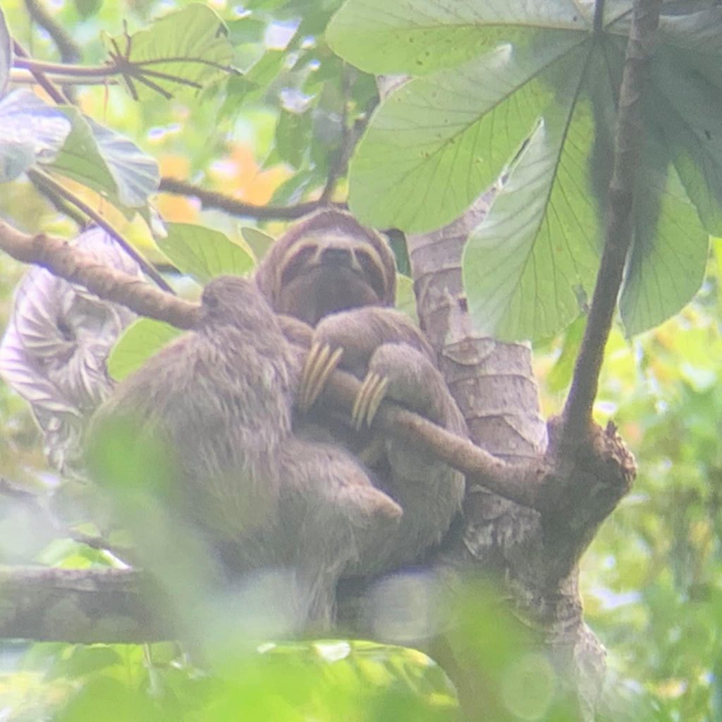 Sloth hanging in tree