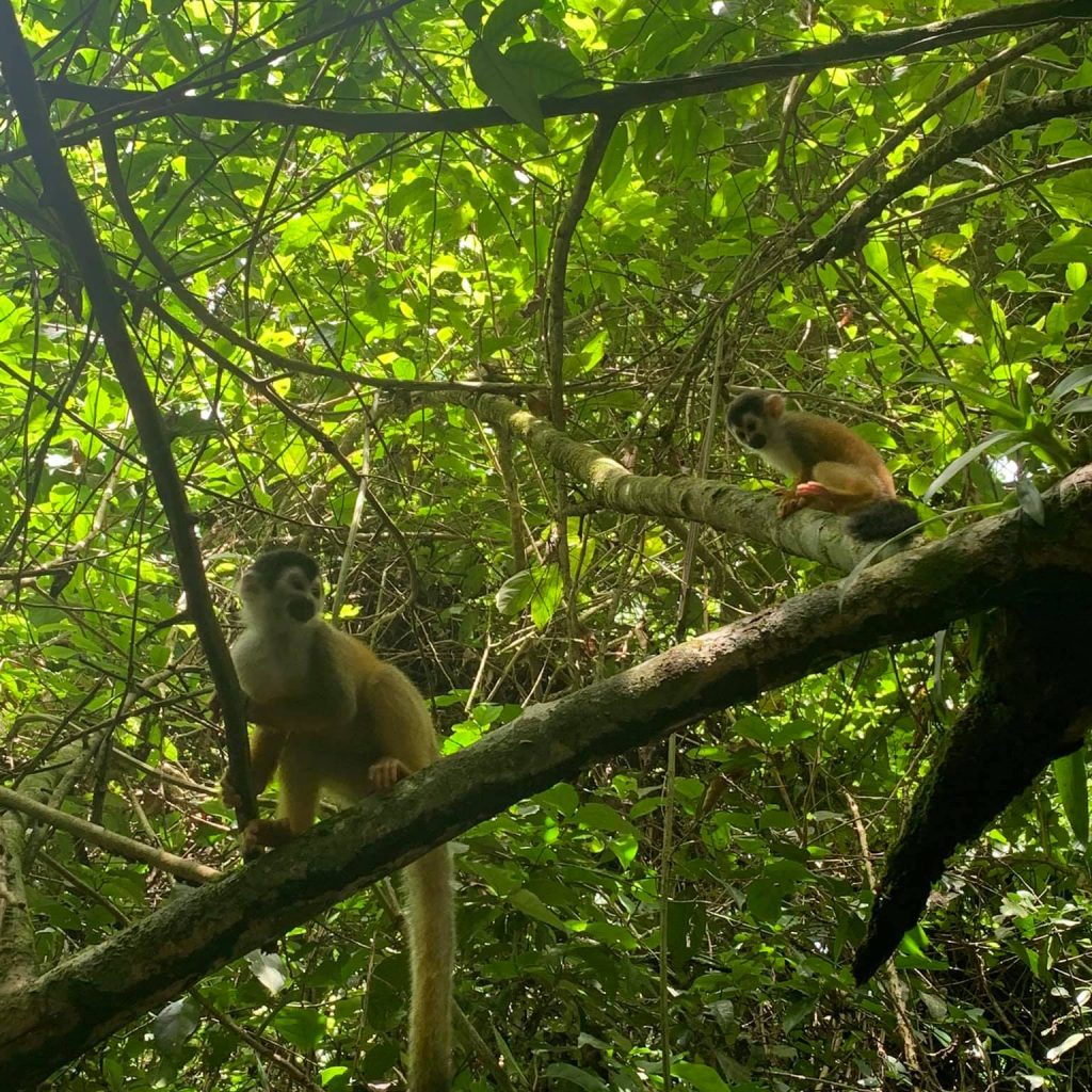 Two squirrel monkeys on tree