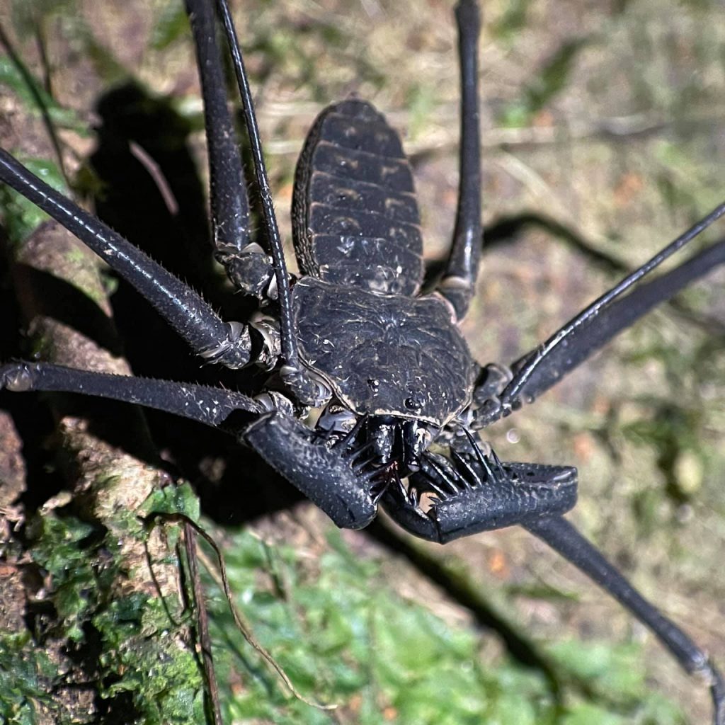 Tailless whip scorpion