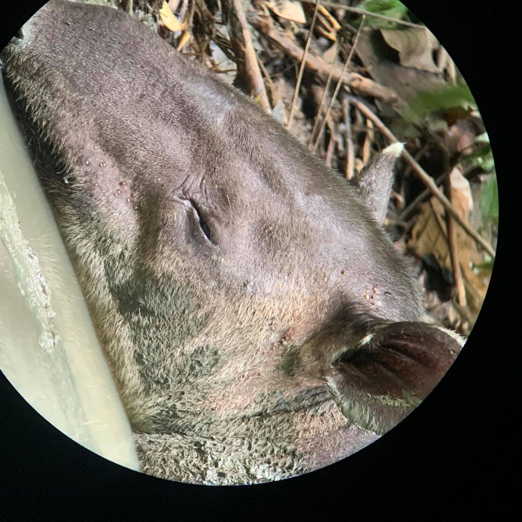 Tapir taking a nap