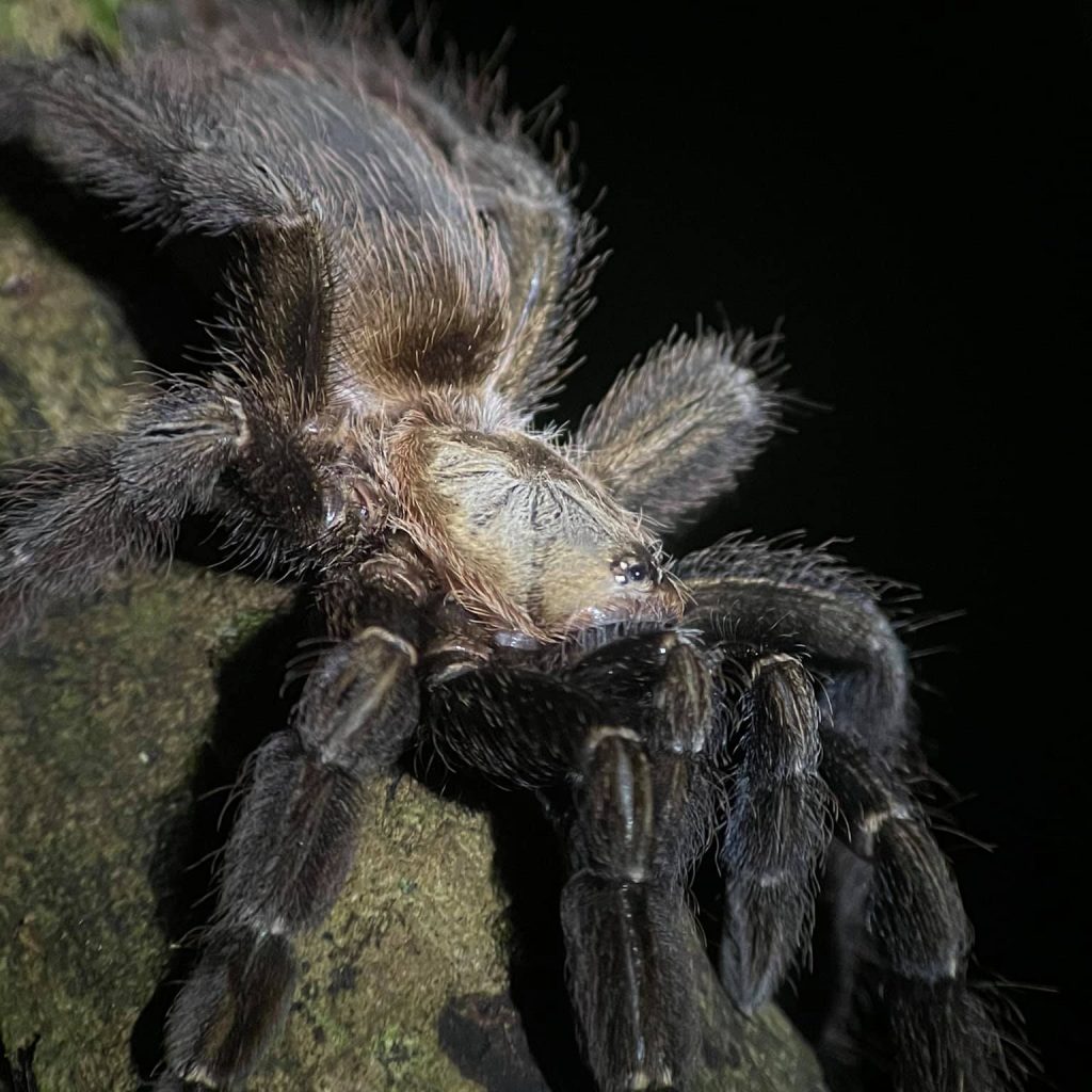 Tree tarantula