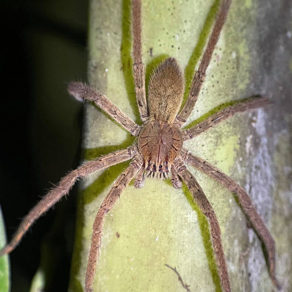 Wandering spider