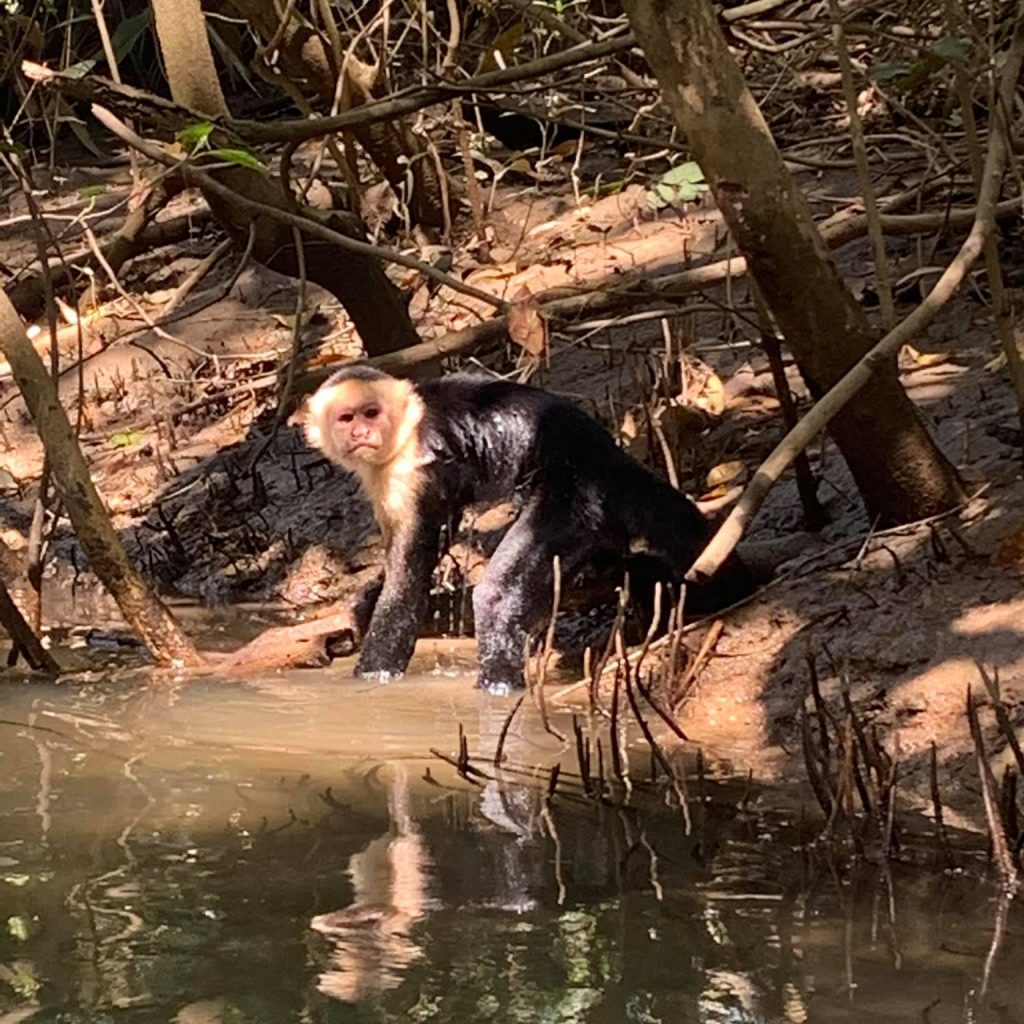 Capuchin monkey playing in water