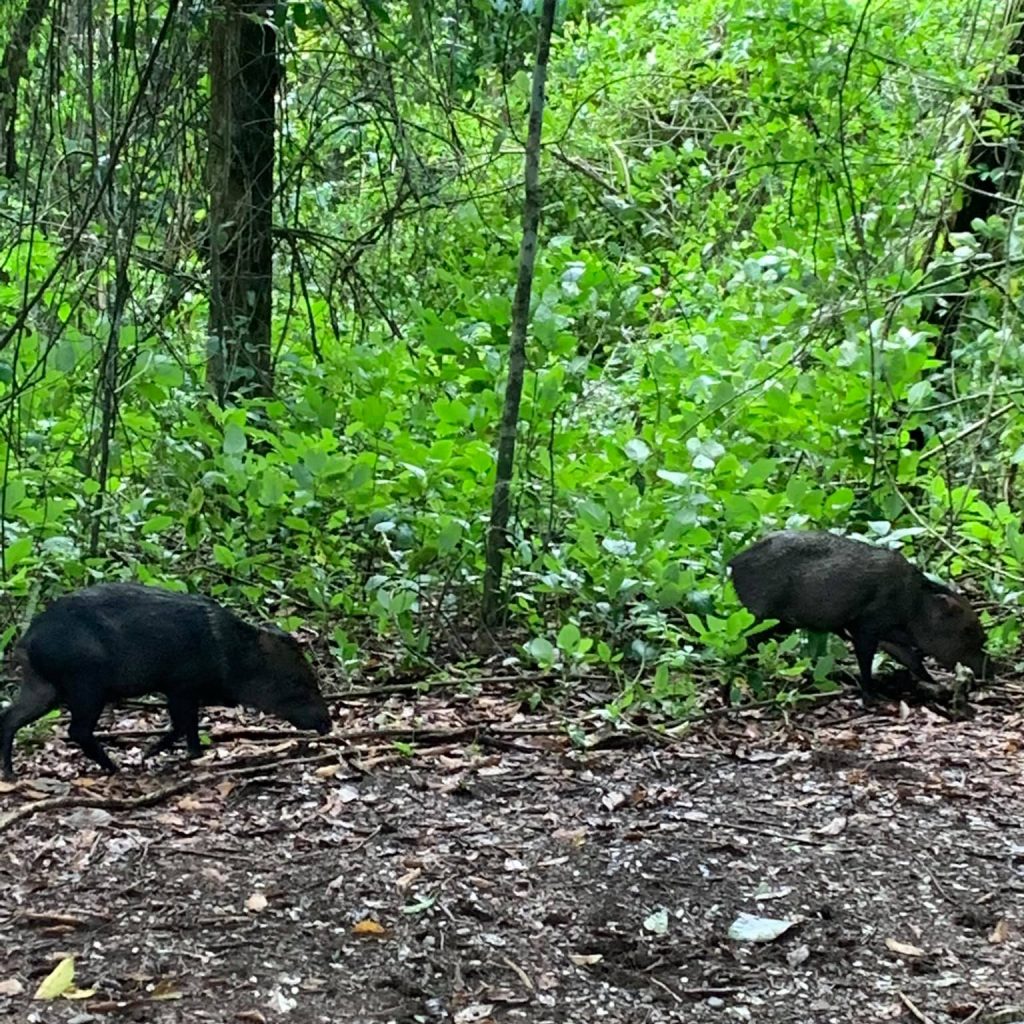 Two wild boar eating