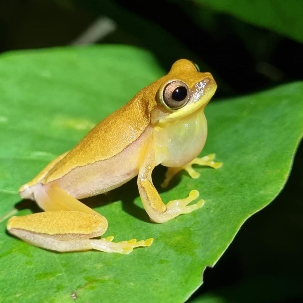 Yellow frog puffing his chest