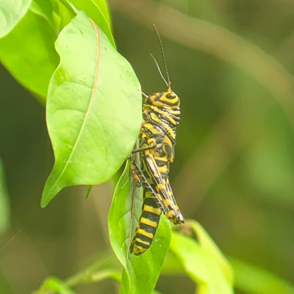 Zebra grasshopper on leaves