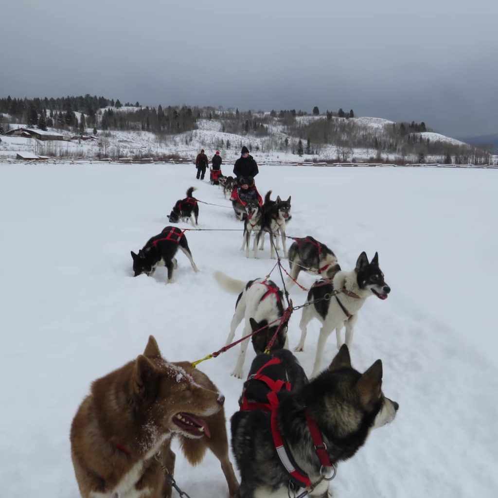 Dog sledding in Wyoming