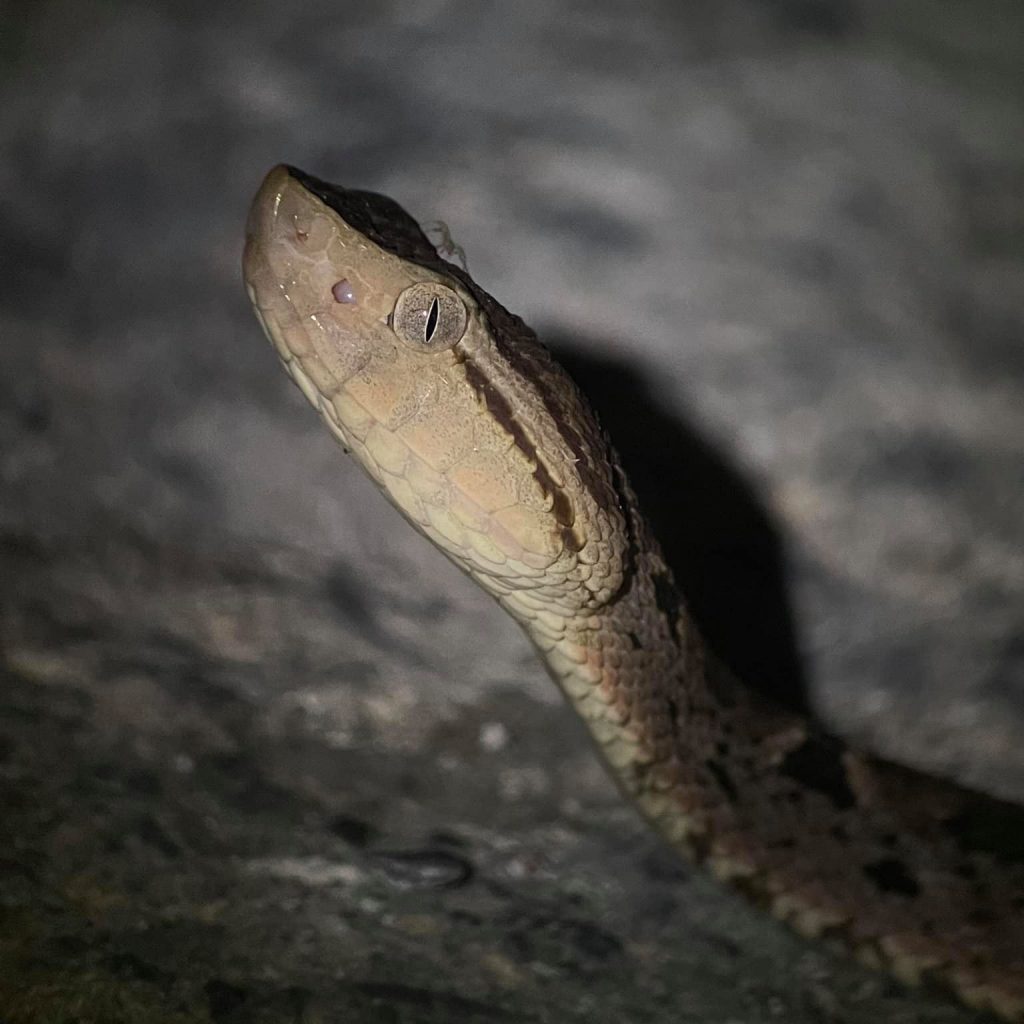 venomous snake in Costa Rica