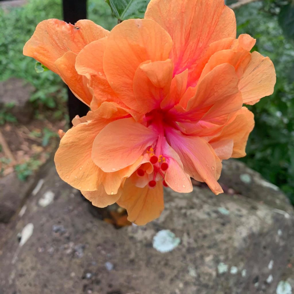 One orange flower