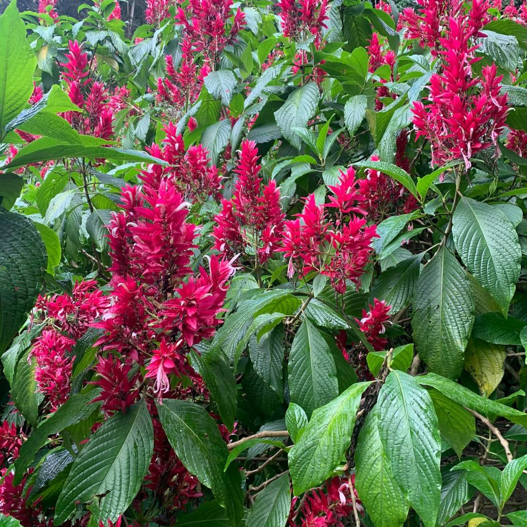 Many purple flowers 