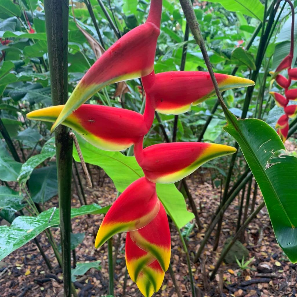 Red and green tropical vine