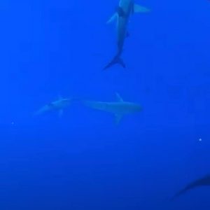 3 sharks swimming below me