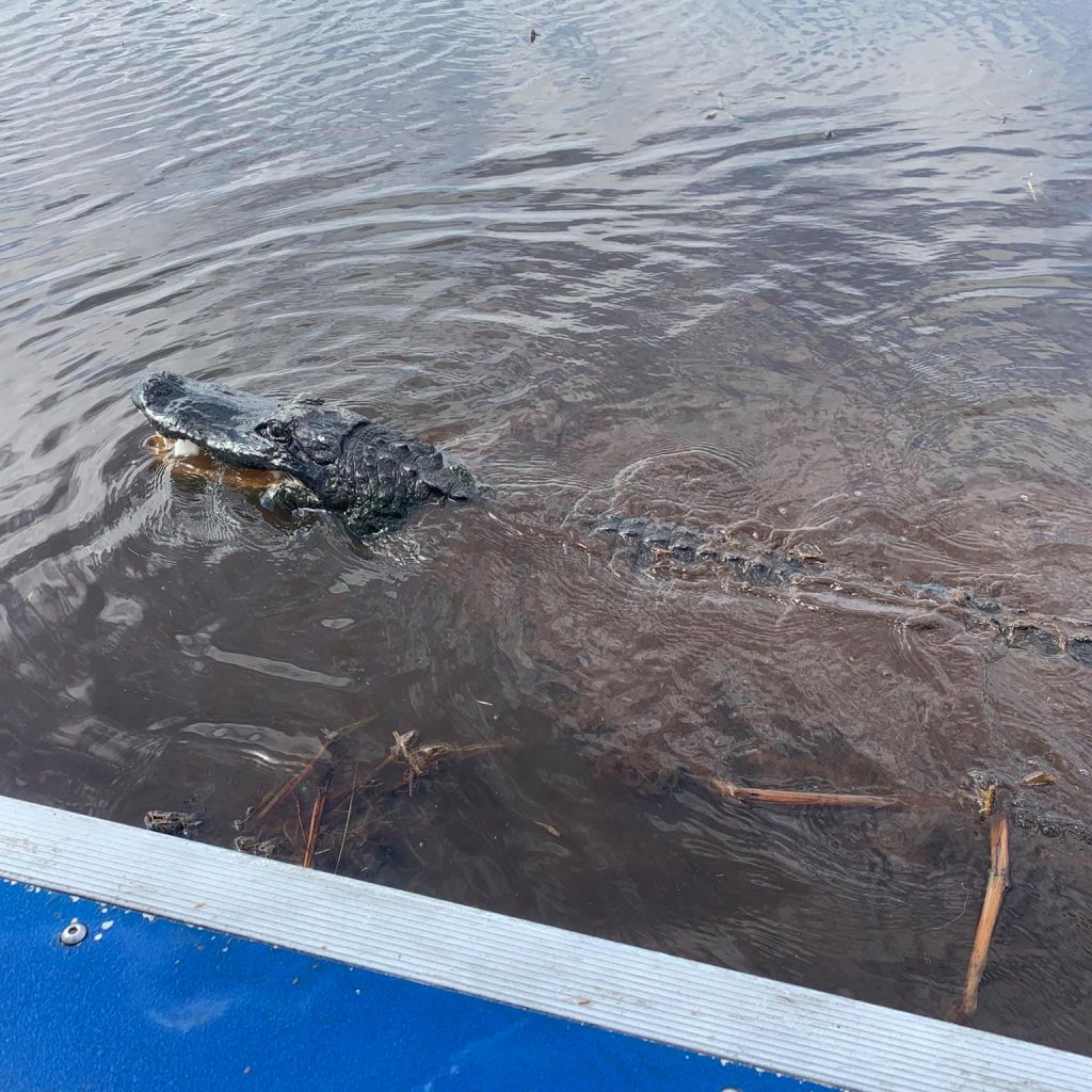 Alligator swimming