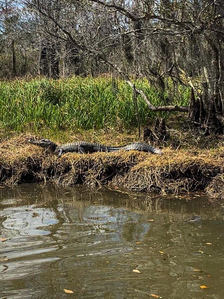 Alligator on shore