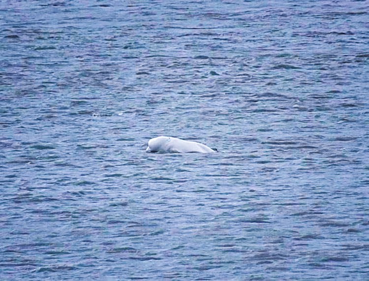 A beluga whale coming up