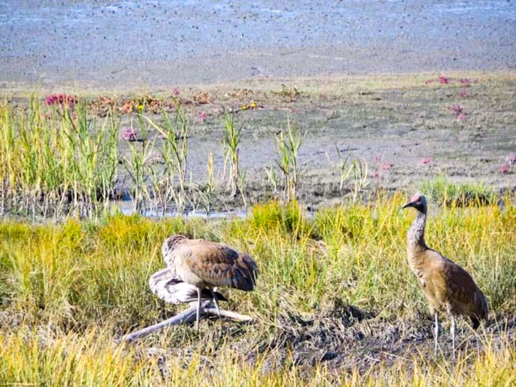 2 birds standing near water