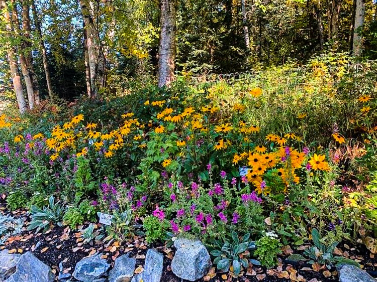 Yellow and purple flowers