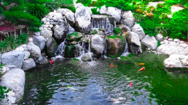 Pond filled with koi fish in the Japanese garden