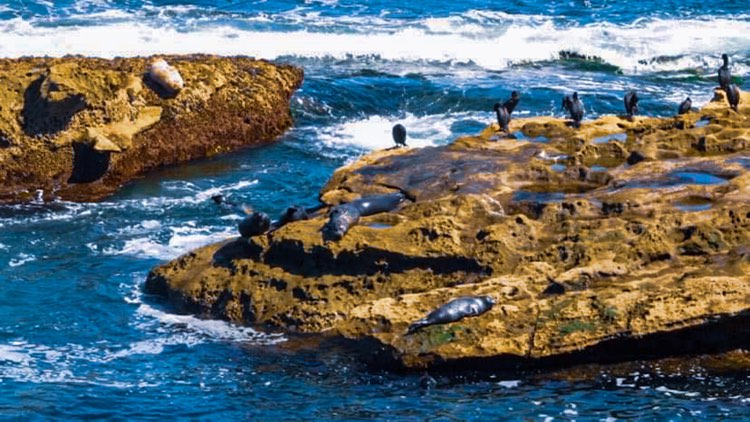 Sea lions chilling on a big rock in the ocean