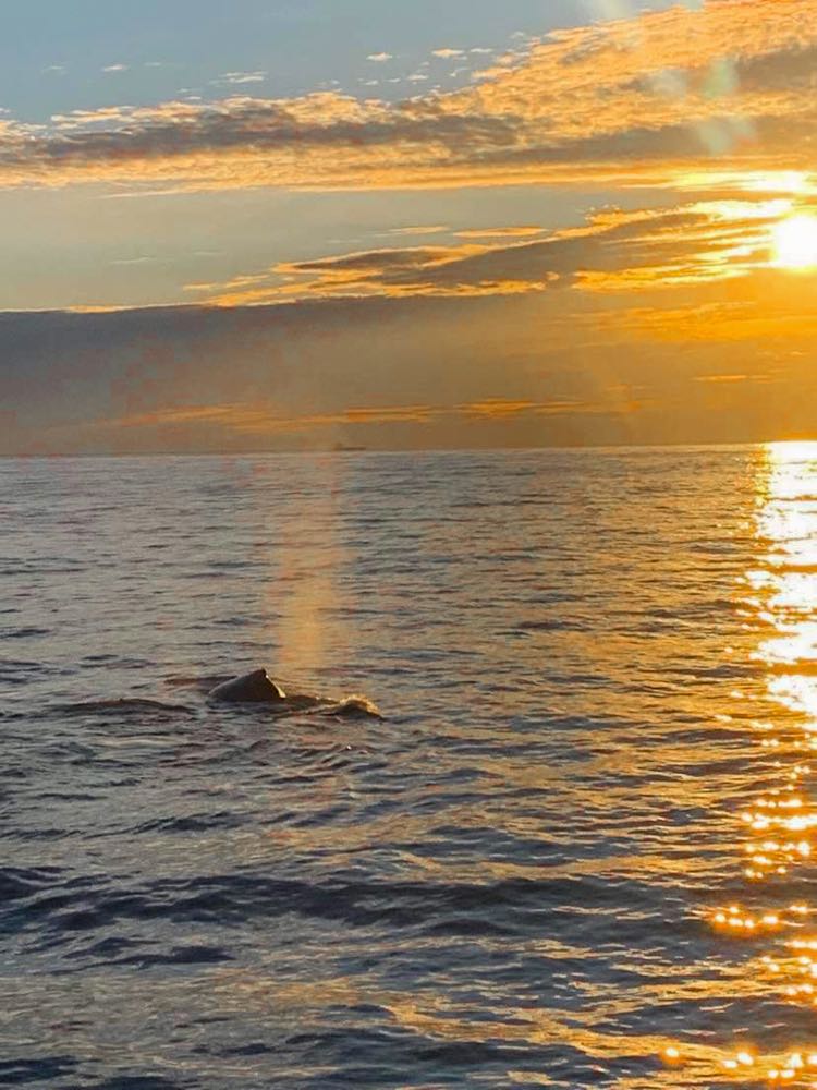 Sunset with whale blowing water up