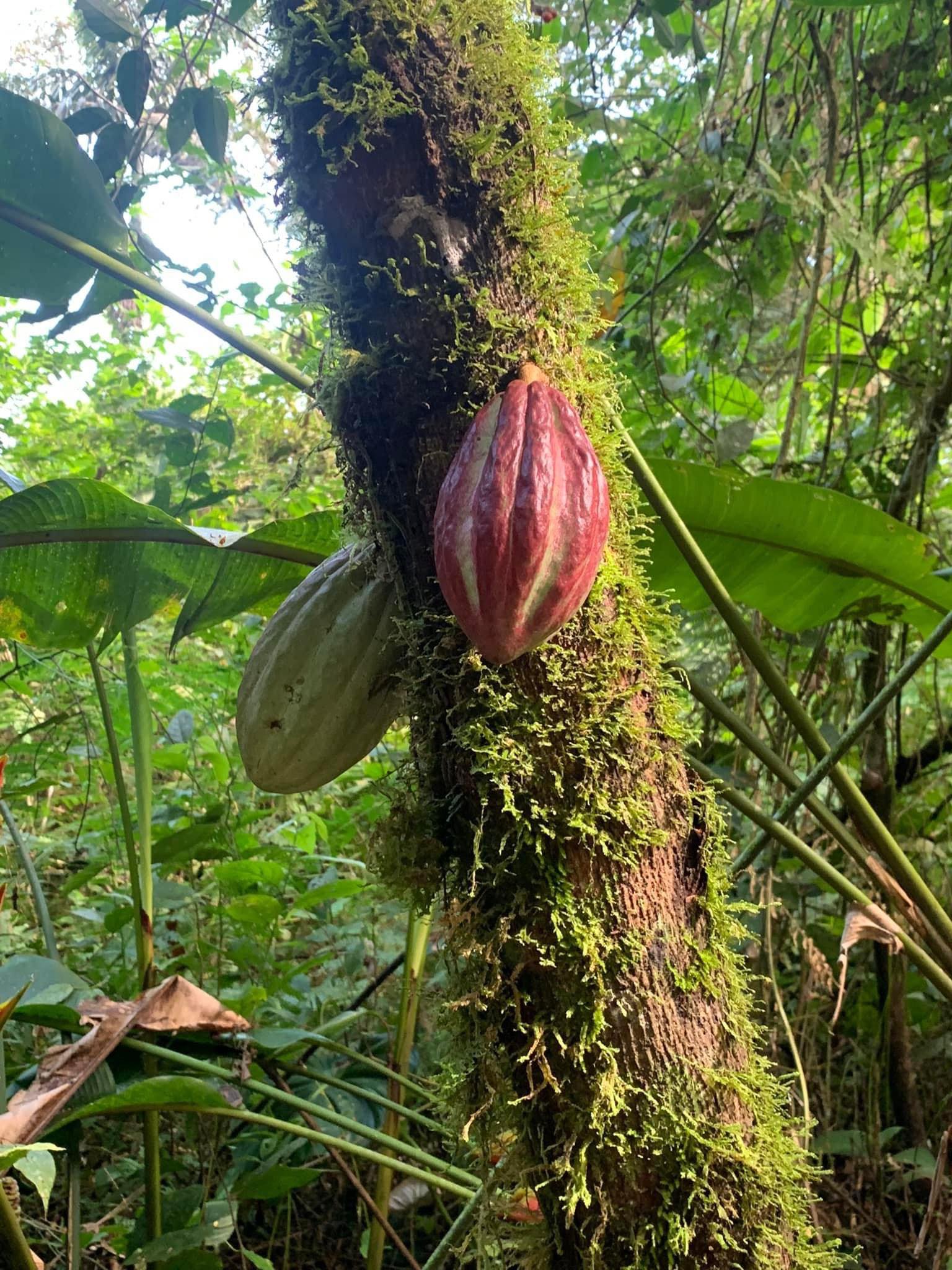 Cacao fruit on tree