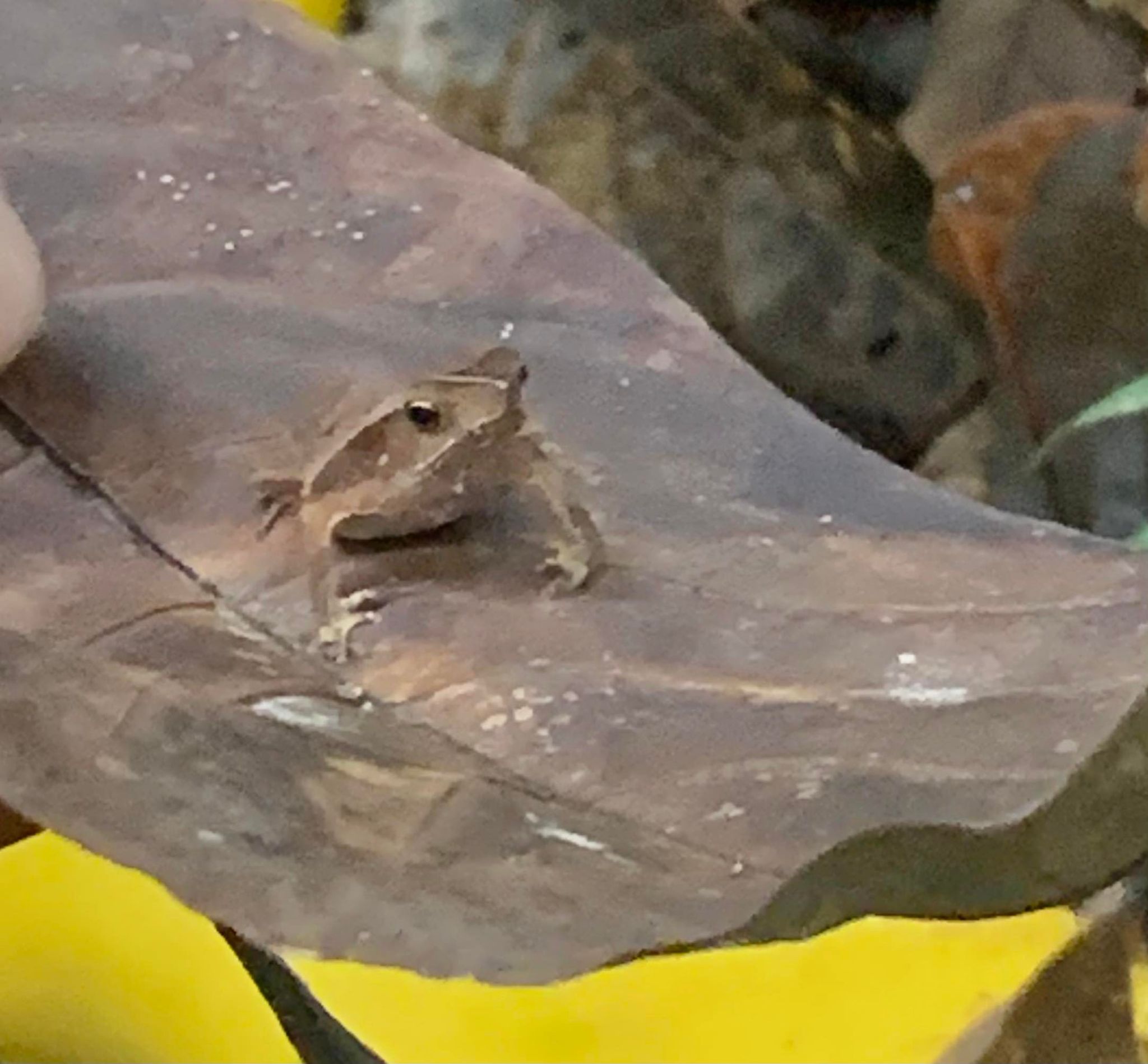 Brown camouflage frog on leaf