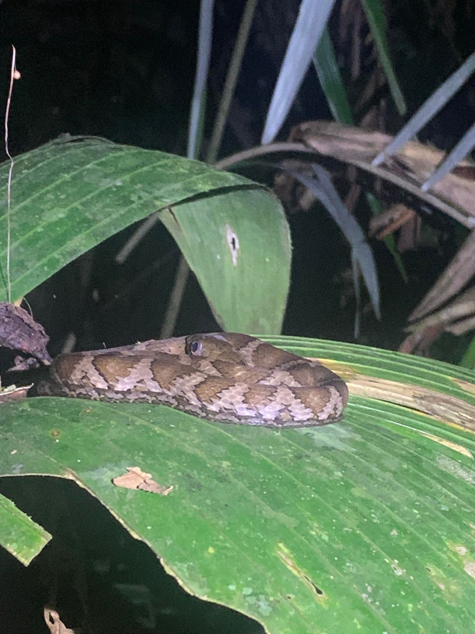 Venomous snake hanging out on leaf