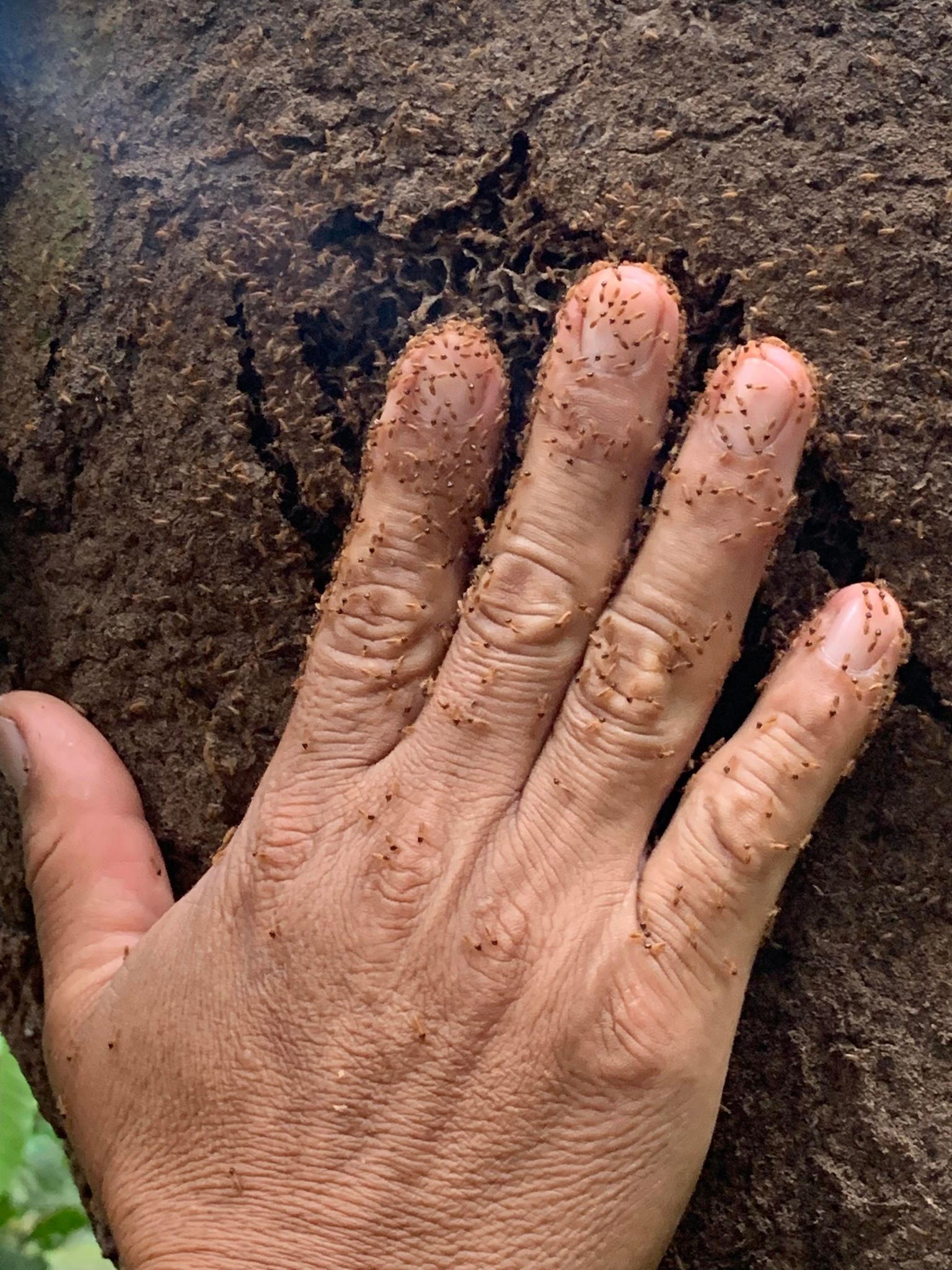 Guides hand covered in termites