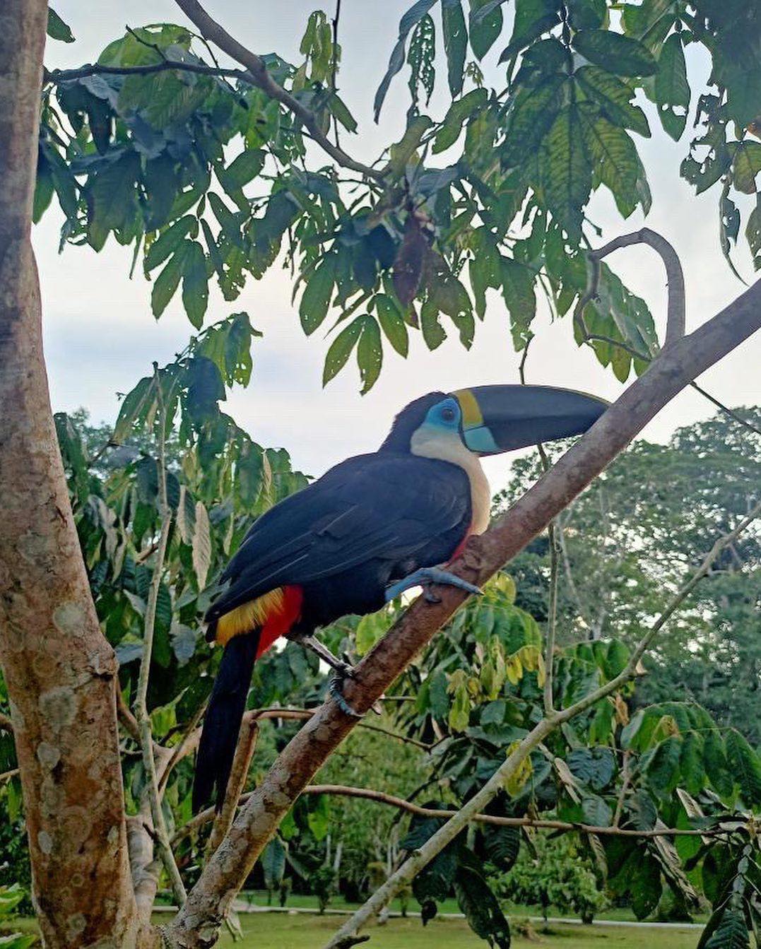 Toucan in a tree