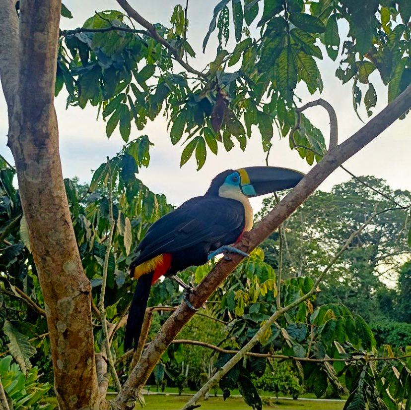 Toucan sitting on branch