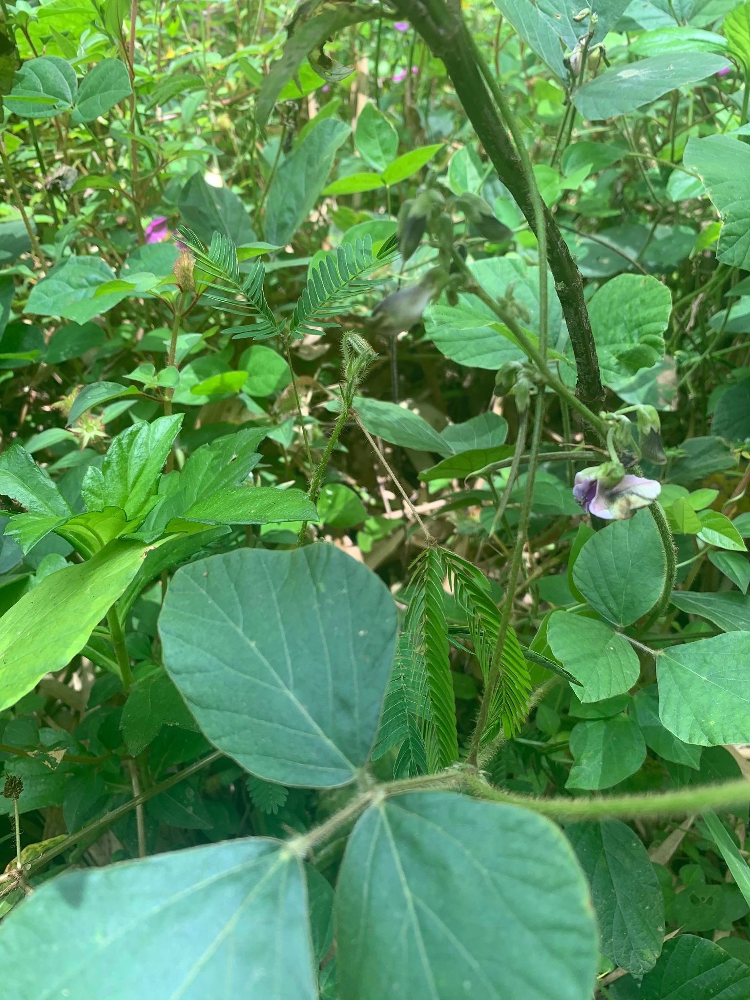 Plants in el yunque