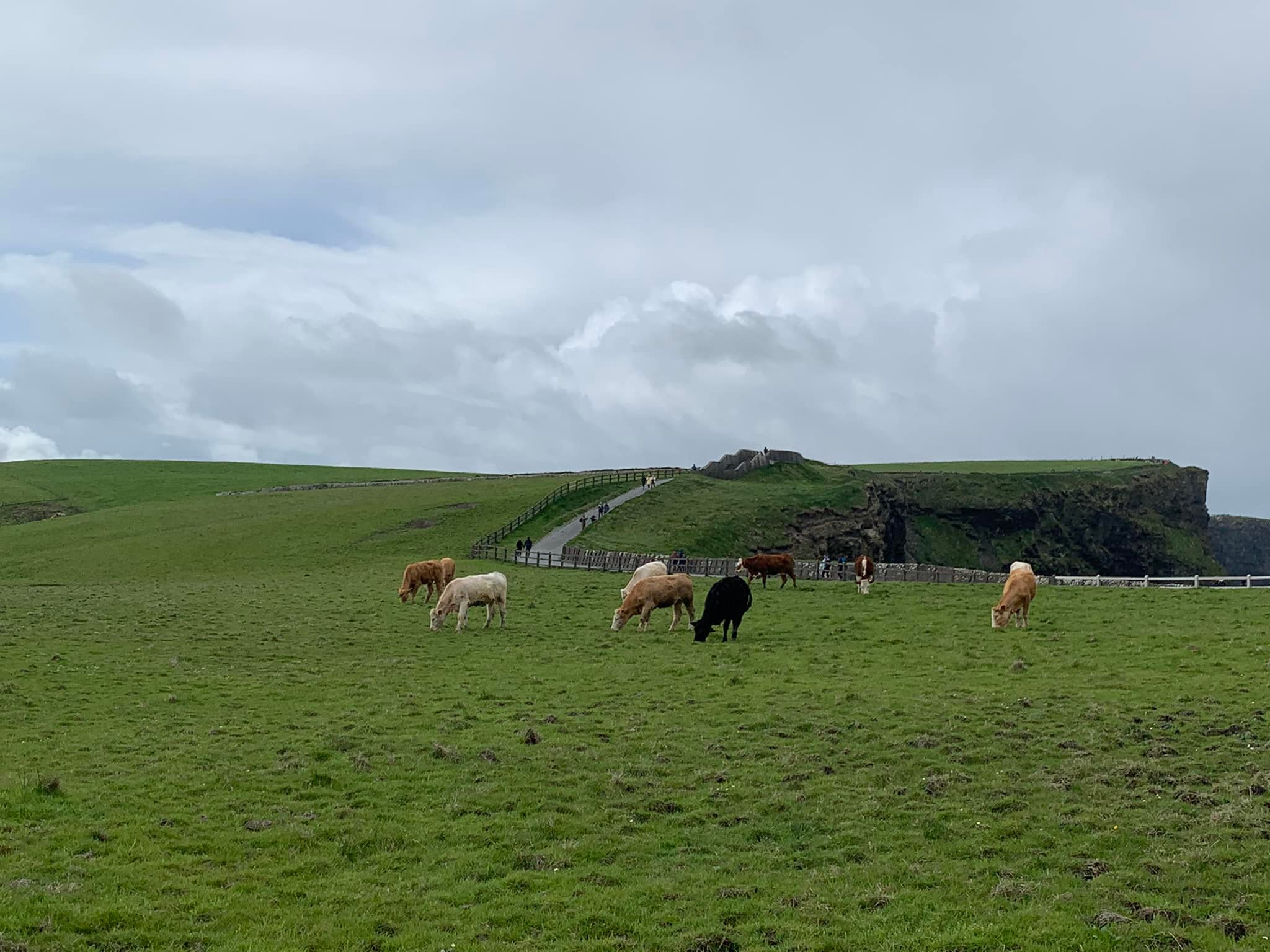 Cows in field