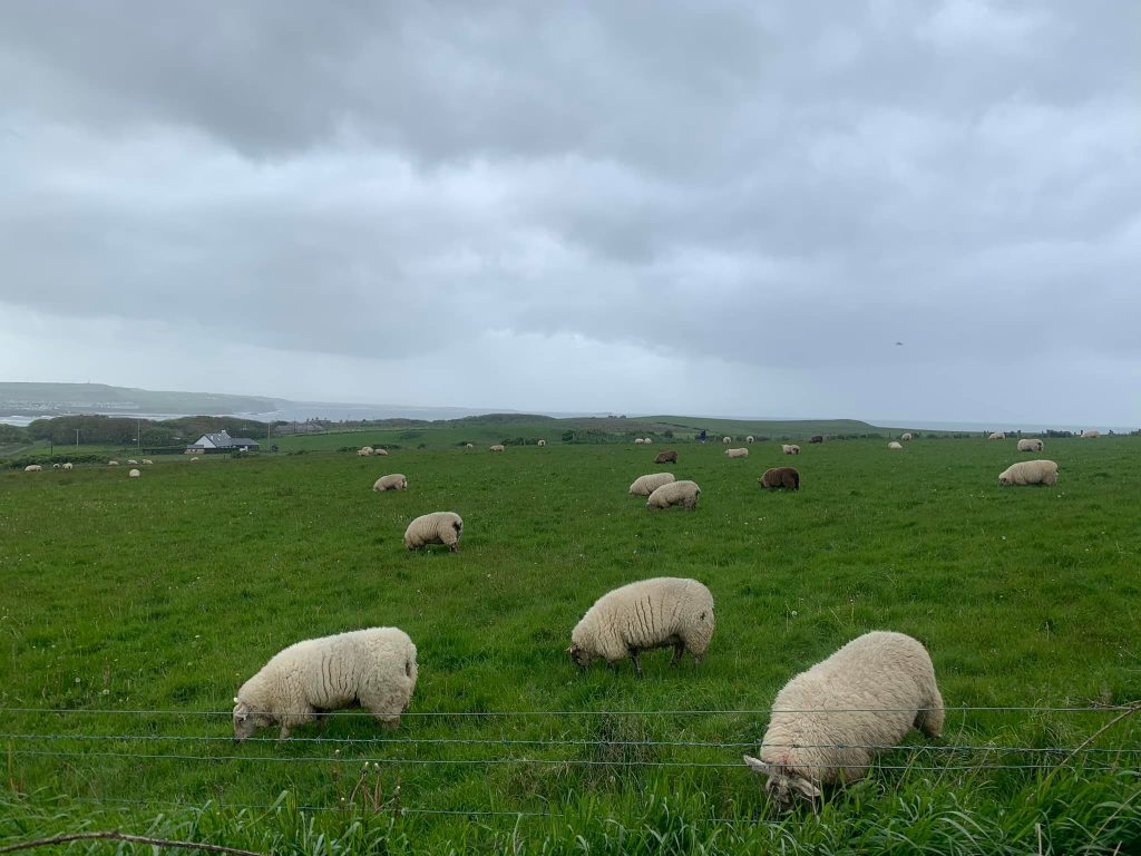 Sheep in field