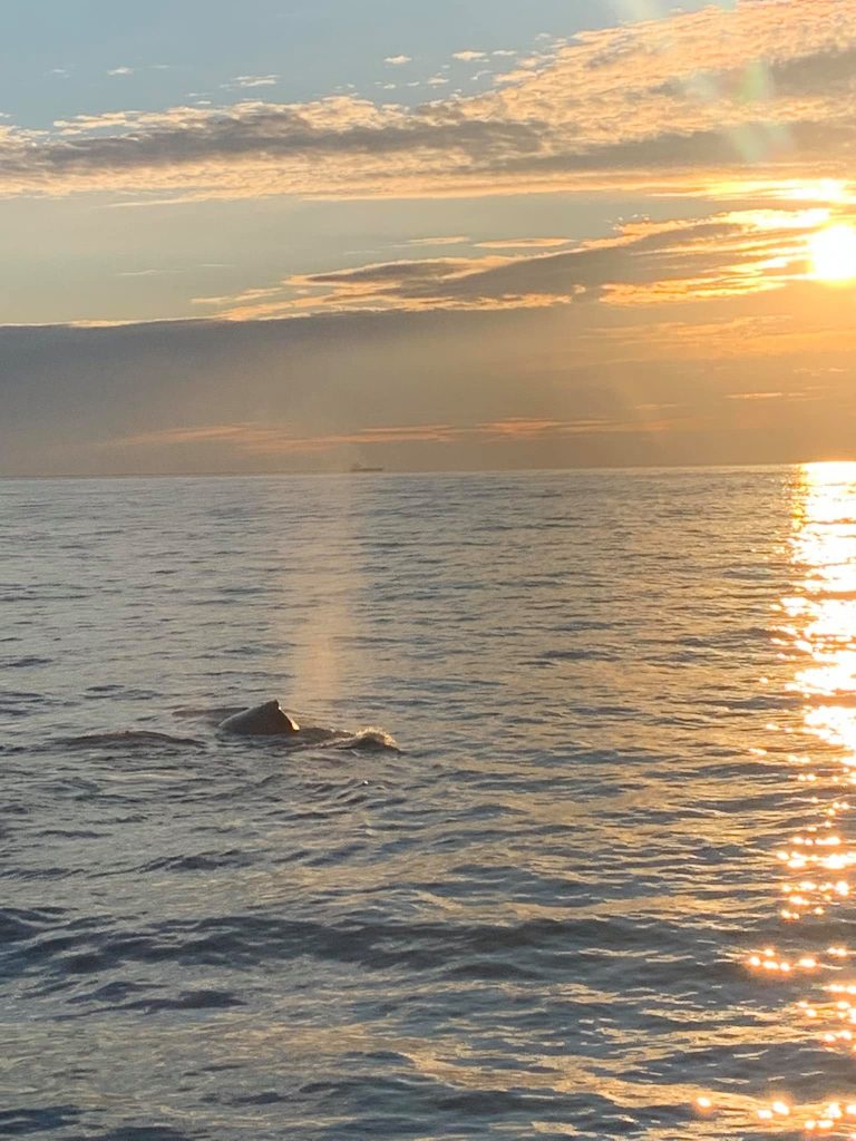 A humpback whale breaching.